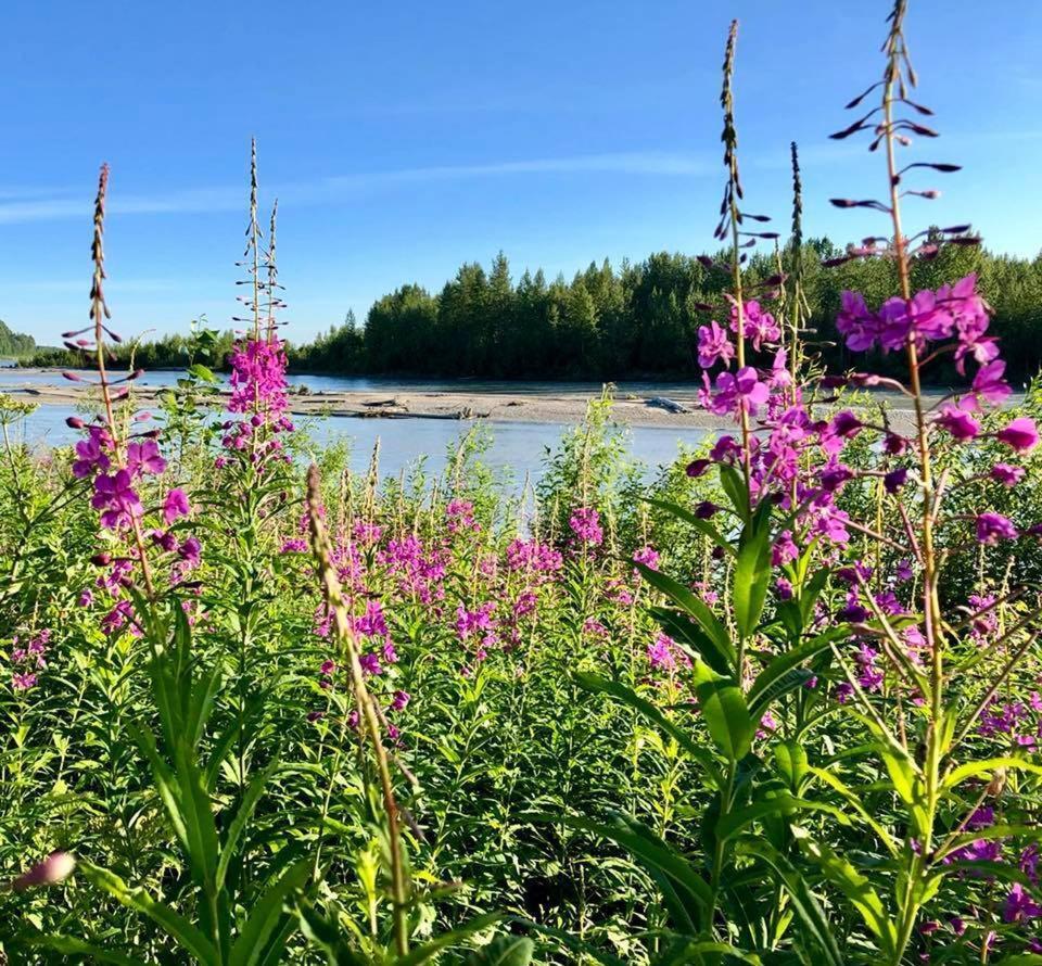 Susitna River Lodging, Suites Talkeetna Exteriör bild